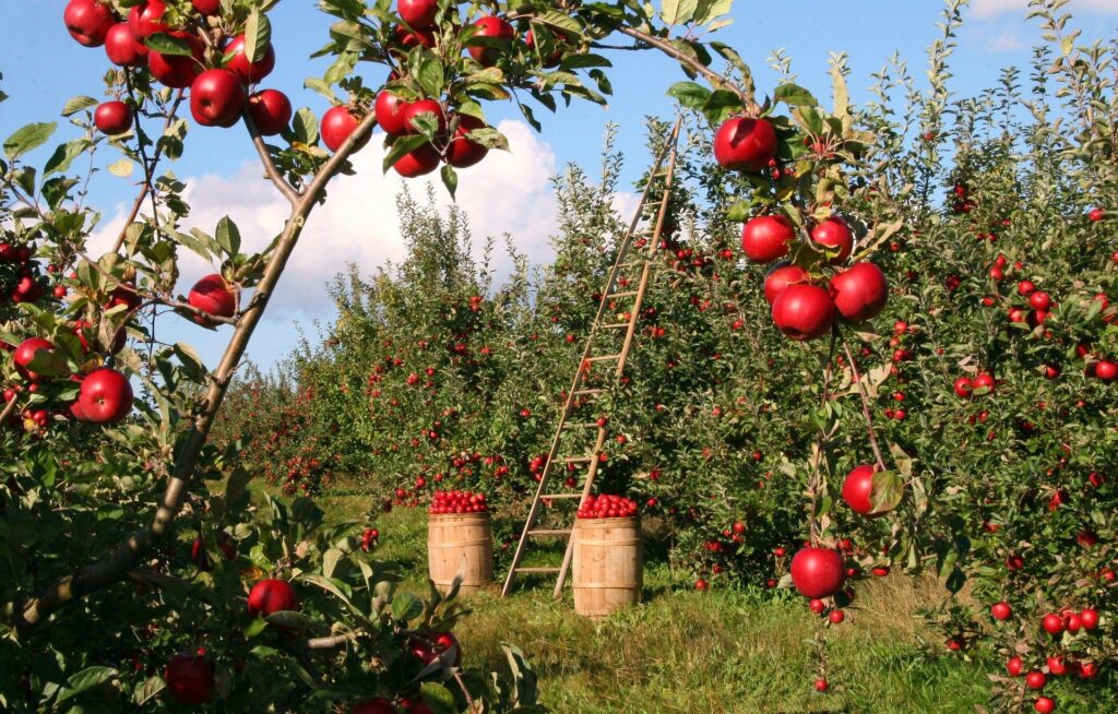 Farmers welcome extension to Seasonal Workers Pilot in 2021